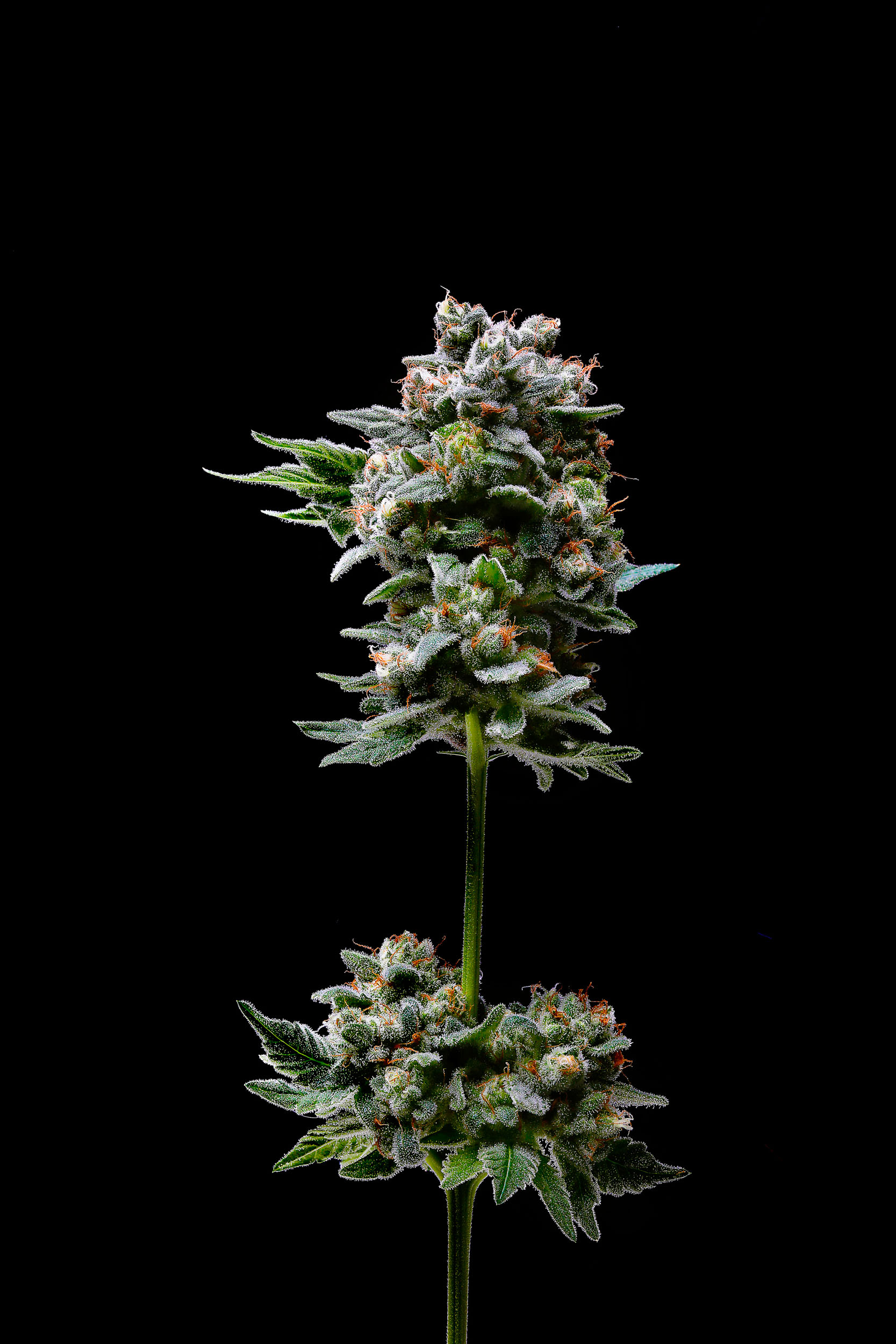 dominic-perri-cannabis-flower-01
