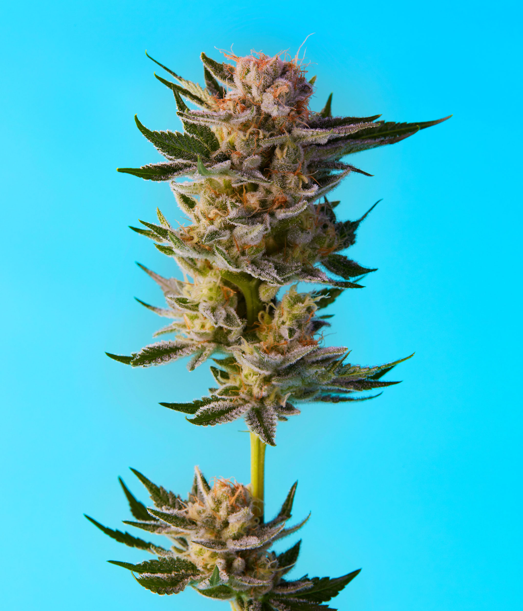 dominic-perri-cannabis-flower-02