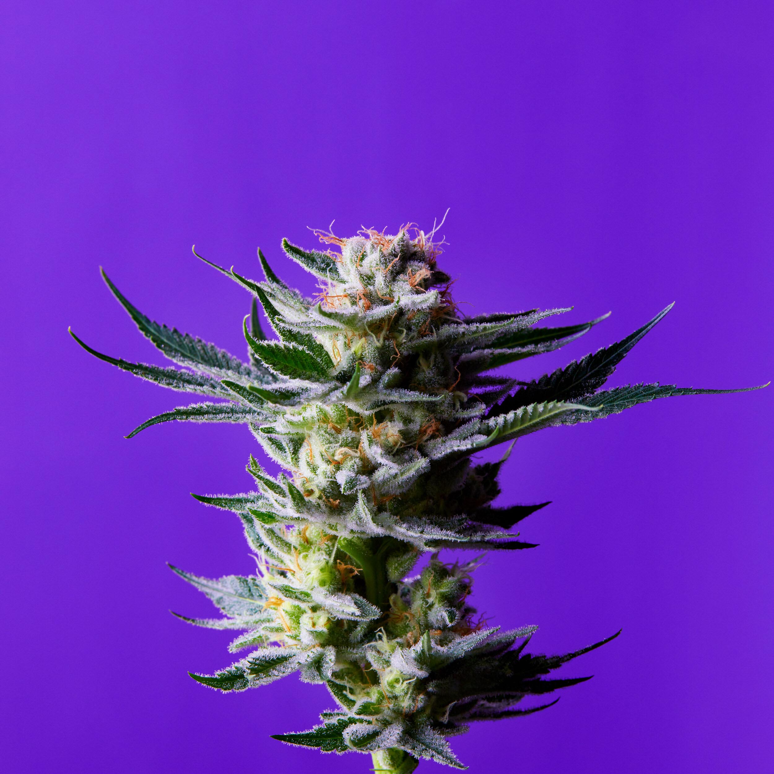 dominic-perri-cannabis-flower-05