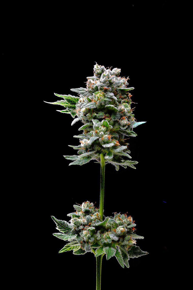 dominic-perri-cannabis-flower-BLACK
