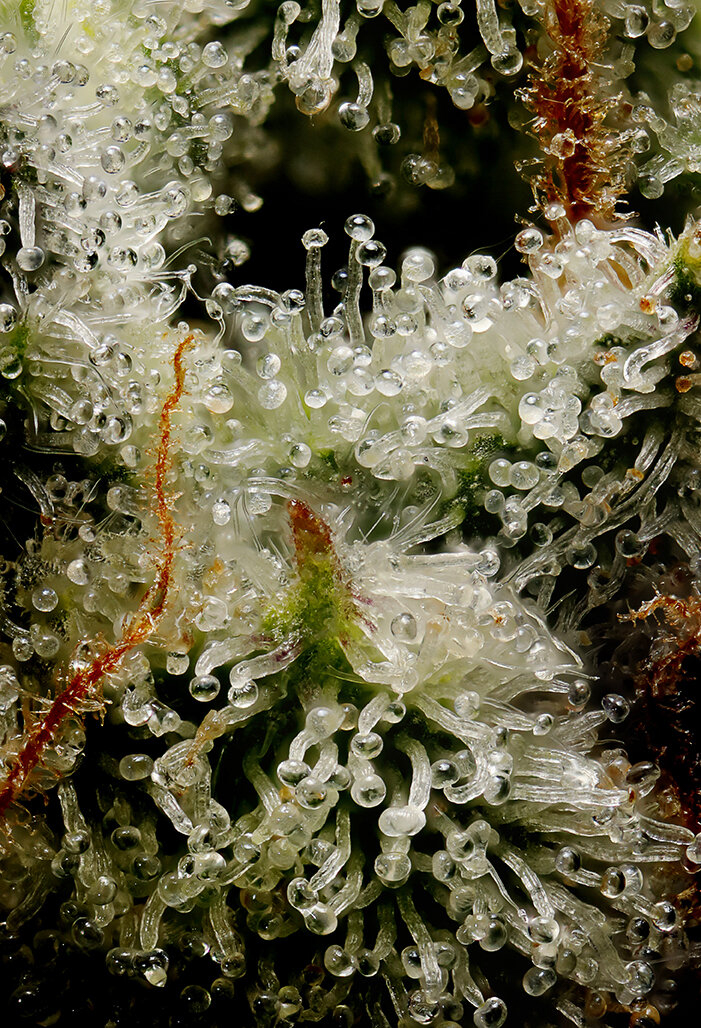 dominic-perri-cannabis-flower-macro-02