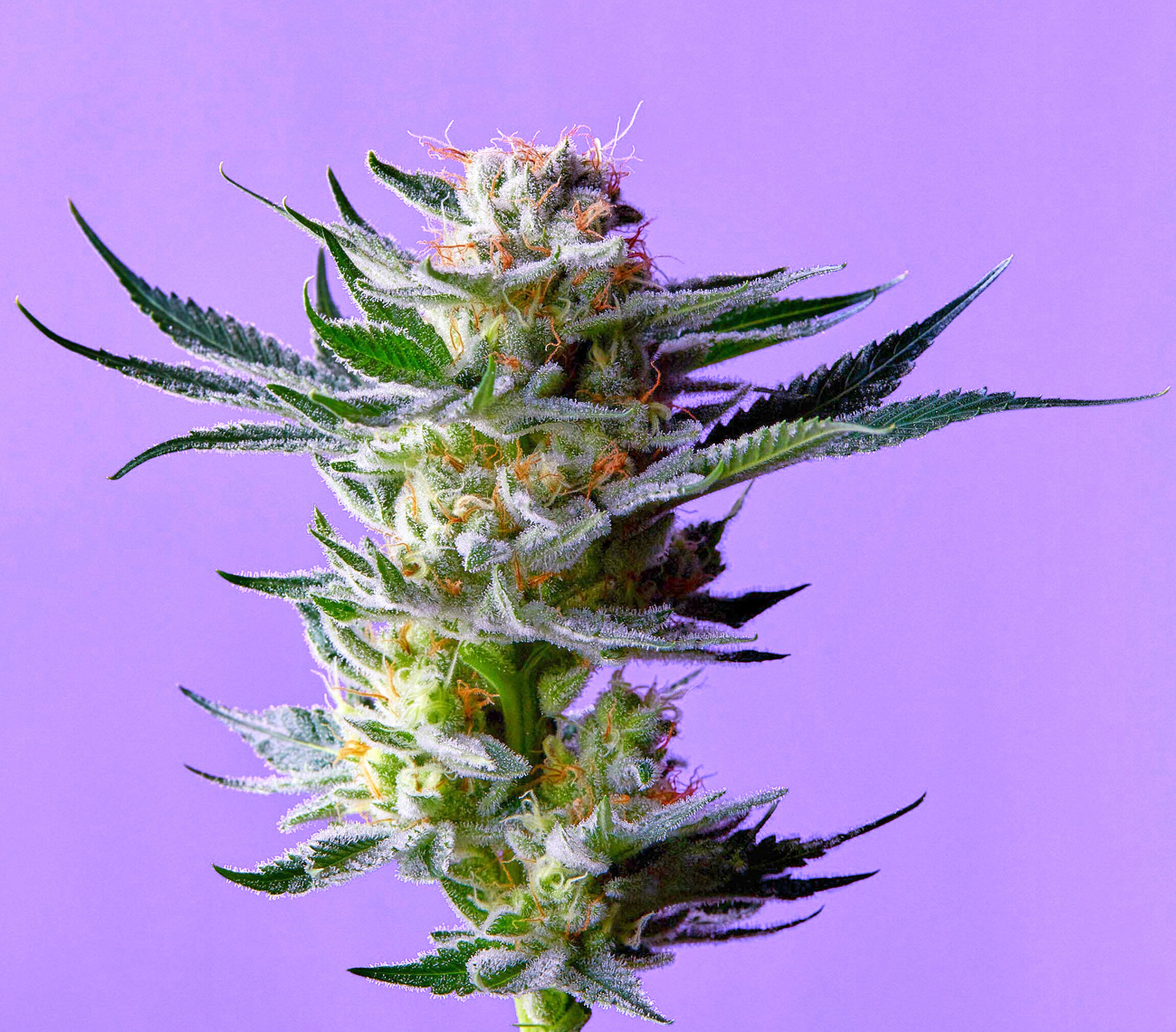 dperri-cannabis-flower-PURPLE
