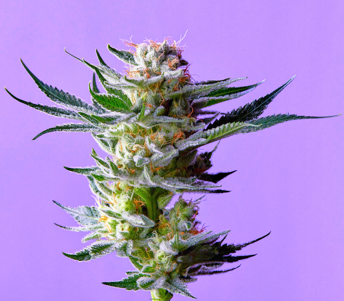 dperri-cannabis-flower