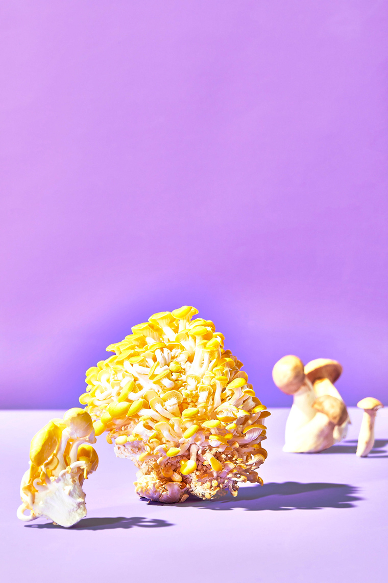 mushroom-PURPLE